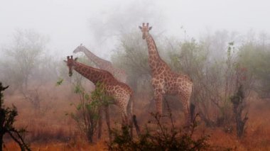 Giraffes, Mist, Safari, Wildlife, South Africa