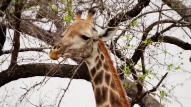 Eating, Giraffe, Tree, South Africa, Safari