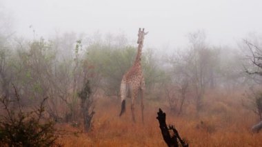 Giraffe, Walking, Dawn, Mist, South Africa
