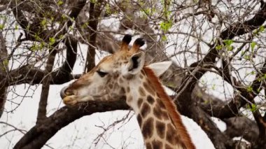 Licking, Giraffe, Tree, South Africa, Safari