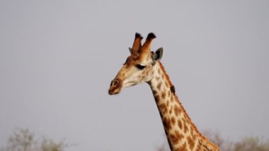 Giraffe, Ox Pecker, Bird, Safari, South Africa