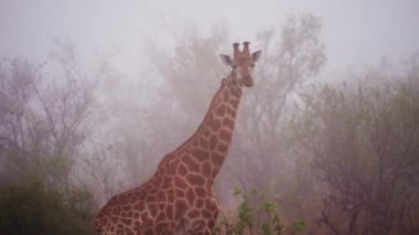 Portrait, Giraffe, Mist, Dawn, South Africa