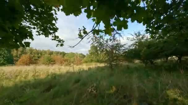Tree Meadow Drone Marienlyst Park Summer — Video Stock