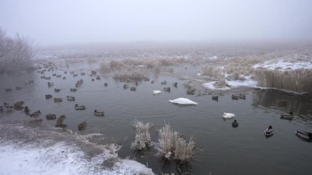 冬の曇りの日には アヒルや白鳥の群れが湖に浮かんで泳いでいます — ストック動画