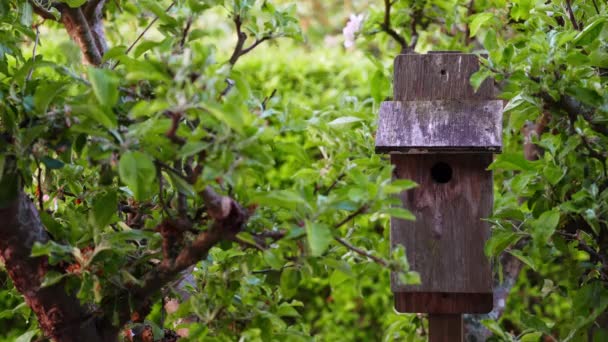 Great Tit Bird Flies Tree Branch Enters Birdhouse — Vídeos de Stock