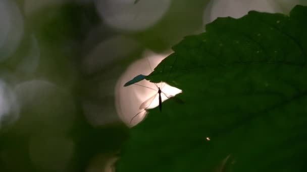 Crane Fly Leaf Sunrise Nature Insect — Vídeo de Stock