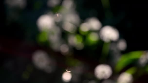 Insects Crane Fly Sunlight Garden Summer — Vídeo de Stock