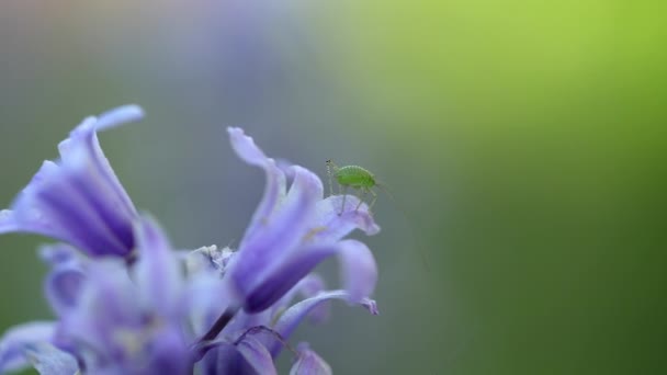 Campanula Bell Flower Katydid Insect Nature — Stockvideo