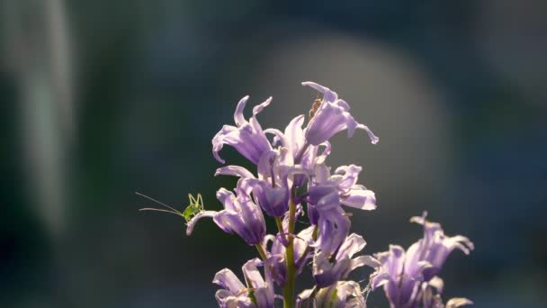 Ant Katydid Purple Bellflower Garden — Stock videók