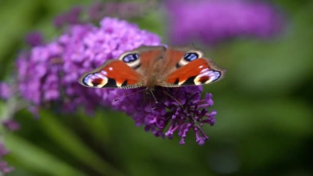 Peacock Butterfly Buddleja Summer Garden Nature — Stock video