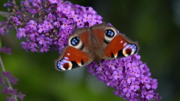 Peacock Butterfly Buddleja Summer Garden Nature — Stockvideo