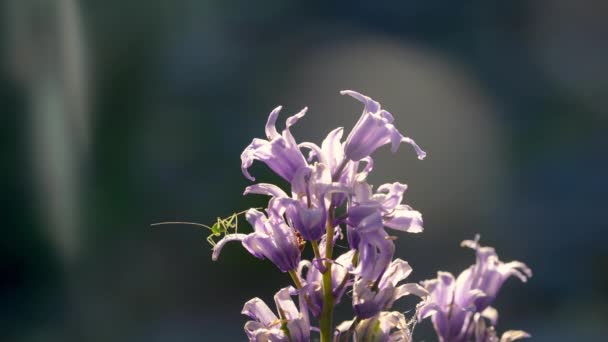 Фіолетовий Bellflower Garden Ant Katydid — стокове відео