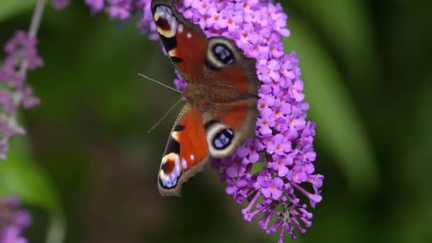Summer Garden Peacock Butterfly Buddleja Nature — Stockvideo