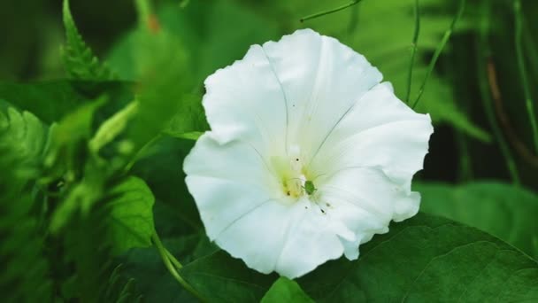 Cricket Insect White Petals Summer Bindweed — Wideo stockowe