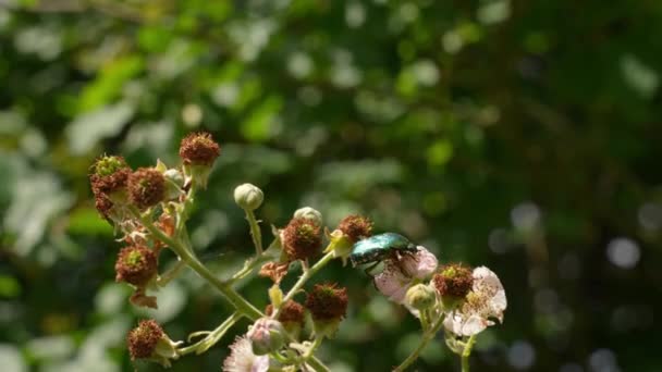 Green Shield Bug Hawthorn Flower Summer Garden — Vídeo de stock