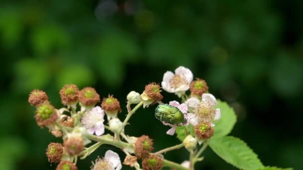 Hawthorn Green Shield Bug Flower Summer Garden — Vídeo de stock