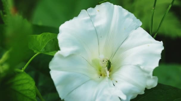 Cricket Insect White Petals Summer Bindweed — Stockvideo