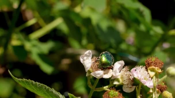Green Shield Bug Flower Petals Summer — Vídeo de stock
