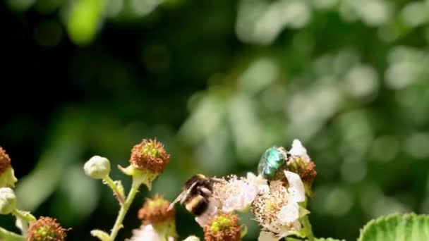 Квіти Жуки Щитом Бджоли Літо Сад — стокове відео