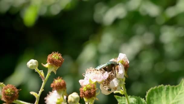 Квіти Жучок Щитом Природа Літо Сад — стокове відео