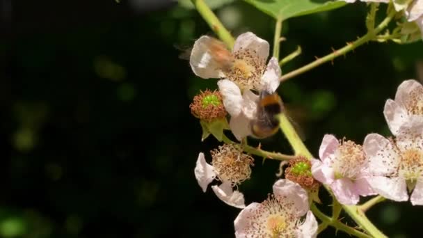 Bee Climbing Pollinating Flower Summer — 비디오