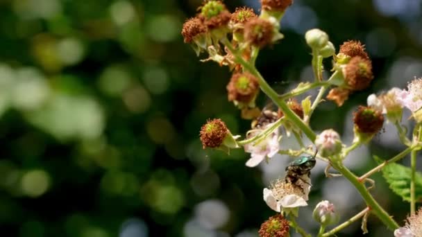 Bee Shield Bug Pollinating Flower Summer — Vídeos de Stock