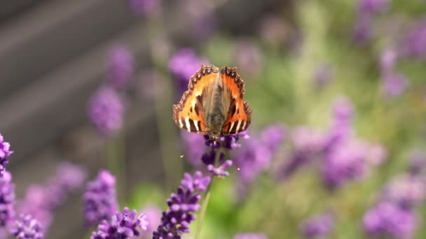 Tortoiseshell Butterfly Summer Flower Flying Lavender — Stockvideo
