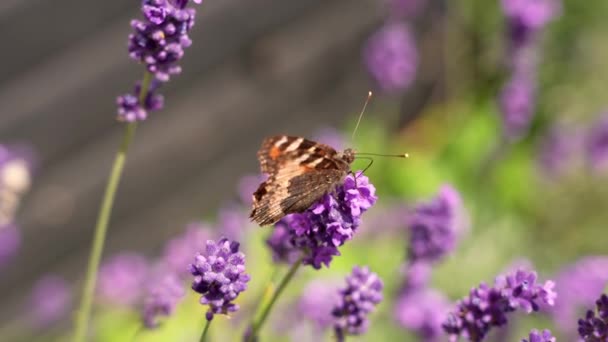 Tortoiseshell Butterfly Summer Flower Pollinating Lavender — Αρχείο Βίντεο