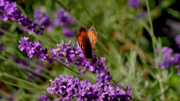 Tortoiseshell Butterfly Flower Pollinating Lavender Summer — Stockvideo