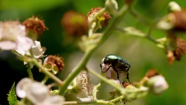 Shield Bug Pollinating Flower Summer Garden — Vídeos de Stock