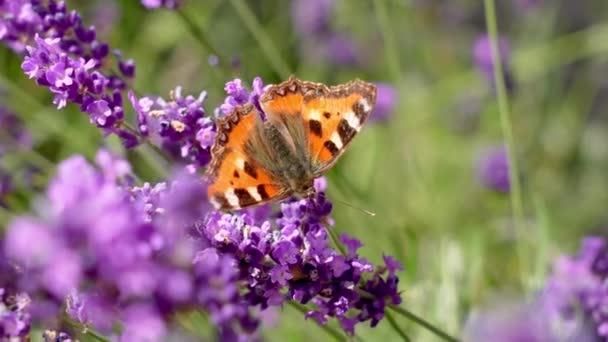 Pollinating Lavender Summer Tortoiseshell Butterfly Flower — Stock Video