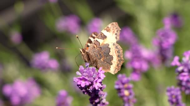 Petals Lavender Summer Tortoiseshell Butterfly Flower — Stockvideo