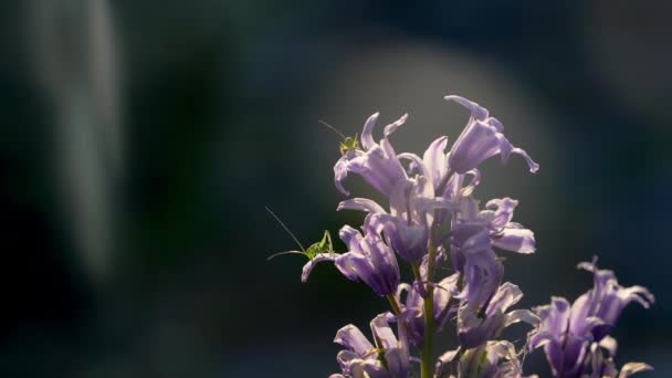 Bell Flower Katydids Insects Nature Campanula — Wideo stockowe