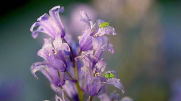 Bell Flower Katydids Insects Nature Campanula — Vídeo de Stock