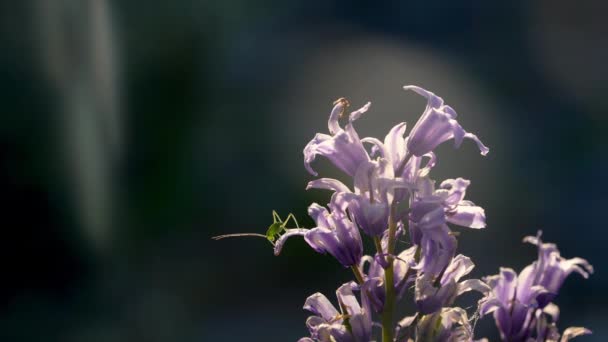 Bell Flower Katydid Insect Nature Ant — стокове відео