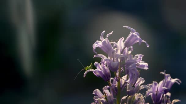 Bell Flower Katydid Insect Nature Campanula — Vídeos de Stock
