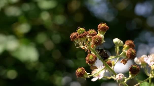 Shield Bug Climbing Flower Summer Garden — стокове відео