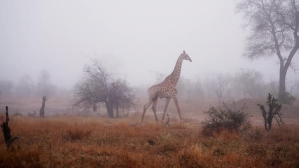 Safari Giraffe Dawn South Africa Wildlife — Video Stock