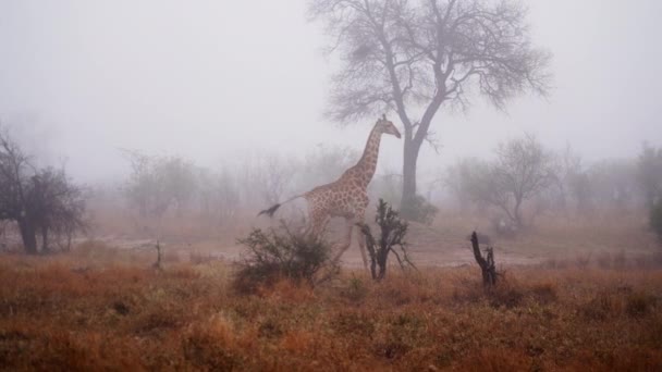 Giraffe Walking Mist Morning South Africa — Stockvideo