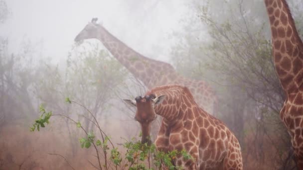 Giraffes Feeding Wildlife Mist South Africa — Stok video