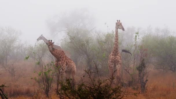 Three Giraffes Mist Dawn South Africa — Stock video