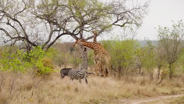 Zebra キリン サファリ 野生動物 南アフリカ — ストック動画