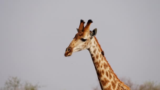 Giraffe Pecker Bird Safari South Africa — Stok video