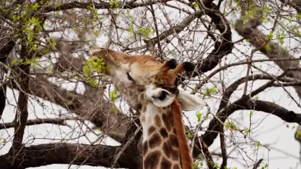 Giraffe Feeding South Africa Tree Safari — Stok video