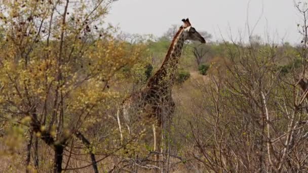 Giraffe Safari Wildlife Savanna South Africa — Stok video