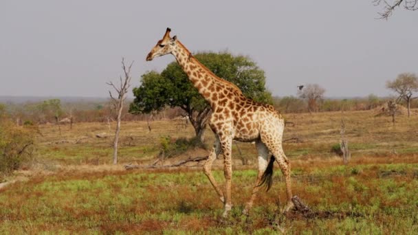 Walking Giraffe Savanna South Africa Wild Animal — стокове відео