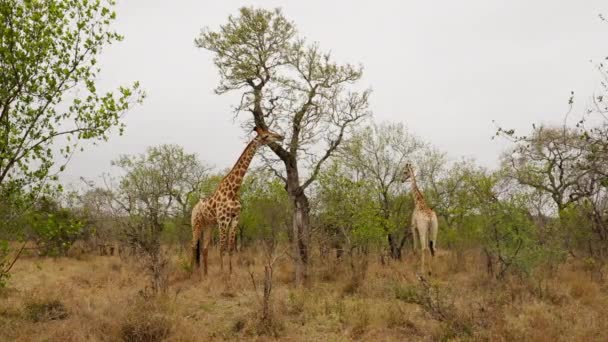 Giraffes Feeding Tree Savanna South Africa — Stok video