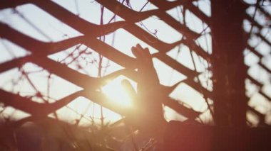A close-up shot of the hand of a man touching the steel fence with the background of the sunset in view