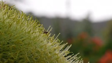 Close-up shot of a lone bee collecting nectar on a flower