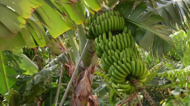 A big bunch of green bananas hanging on a tree